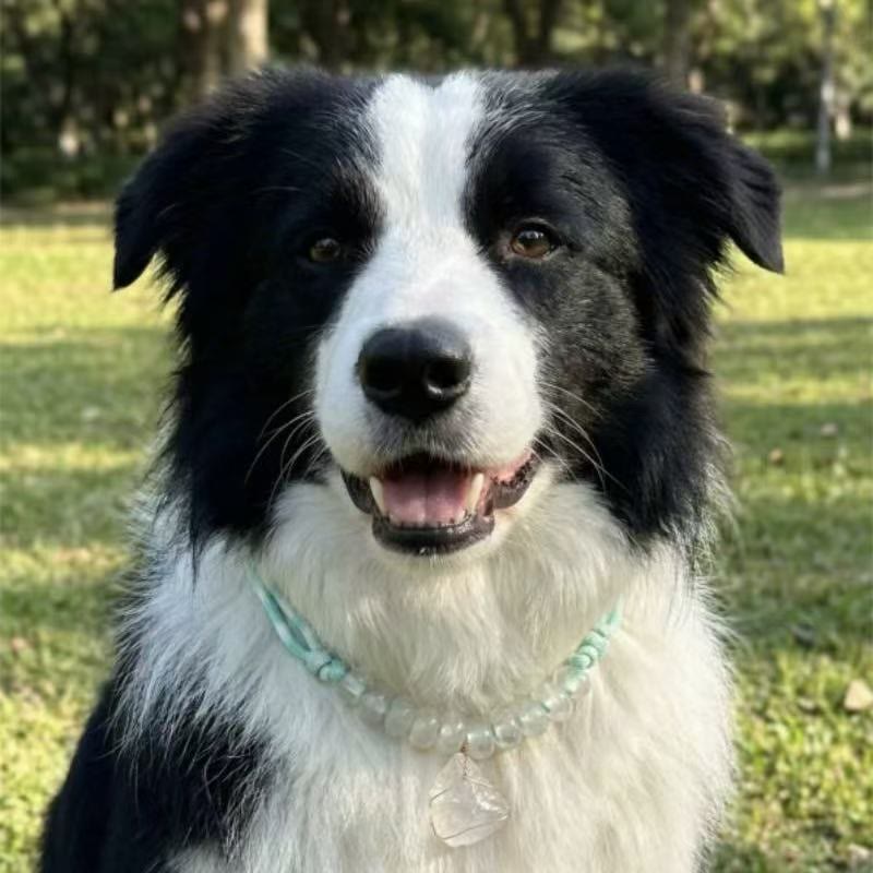 Olivenorma Gentle Protect Clear Quartz Immune Pet Collar - image 0